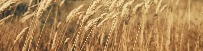 Compléments alimentaires
