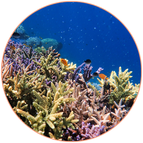 Récif corallien et poissons sous l'eau