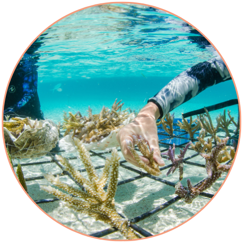 Plongeur replantant des coraux sous l'eau